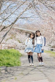 桜並木　仲良し　小学生 桜,小学生,女の子の写真素材