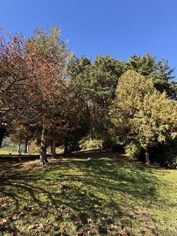 晩秋の小坂田公園の紅葉（長野県塩尻市） 小坂田公園,紅葉,秋の写真素材