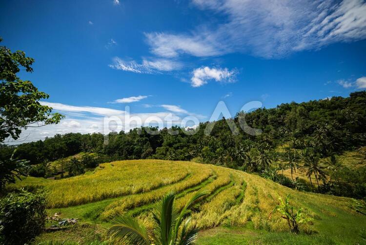 バリ島の田園風景 田んぼ,棚田,丘の写真素材