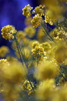 菜の花 風景,春,背景の写真素材