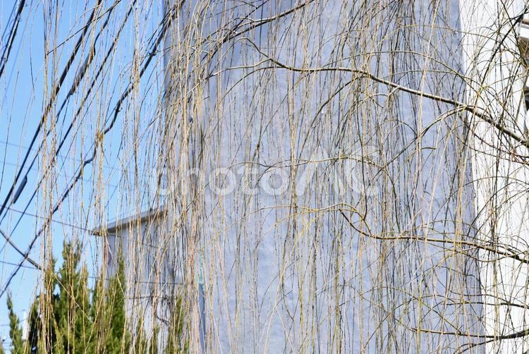 柳 柳,春,植物の写真素材