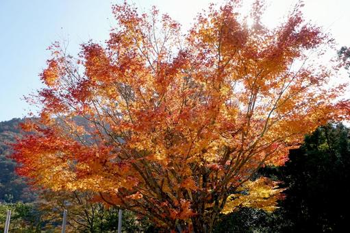 紅葉 自然,紅葉,秋の写真素材