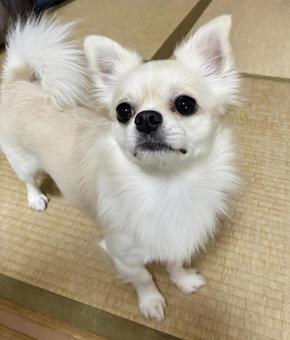 見上げるチワワ チワワ,見上げる,全身の写真素材