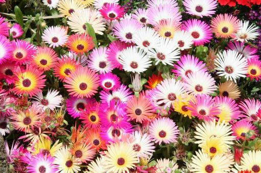 リビングストンデージー　咲く風景 草花,多肉植物,花色豊富の写真素材