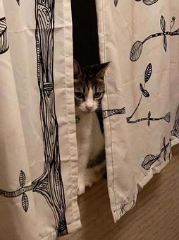 日本、可愛い家猫 日本、可愛い家猫の写真