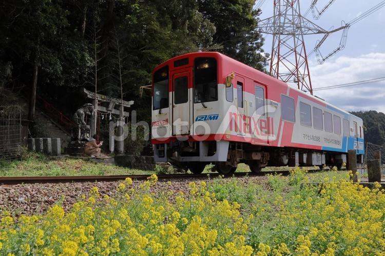 平成筑豊鉄道のディーゼルカーと菜の花08 菜の花,菜花,菜の花畑の写真素材