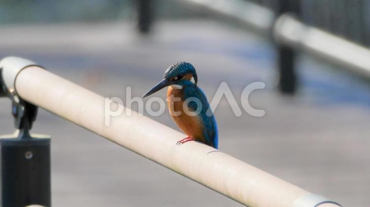 桟橋にとまるカワセミ カワセミ,かわせみ,小鳥の写真素材
