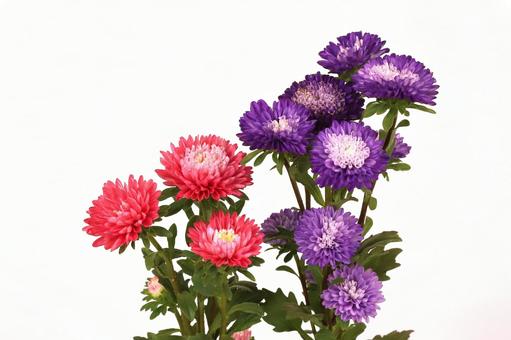 アスター菊 アスター菊の写真