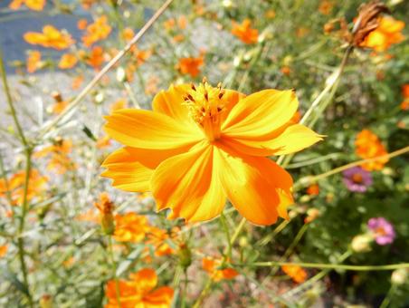 【花の写真】コスモス(秋桜) 【花の写真】コスモス(秋桜)の写真