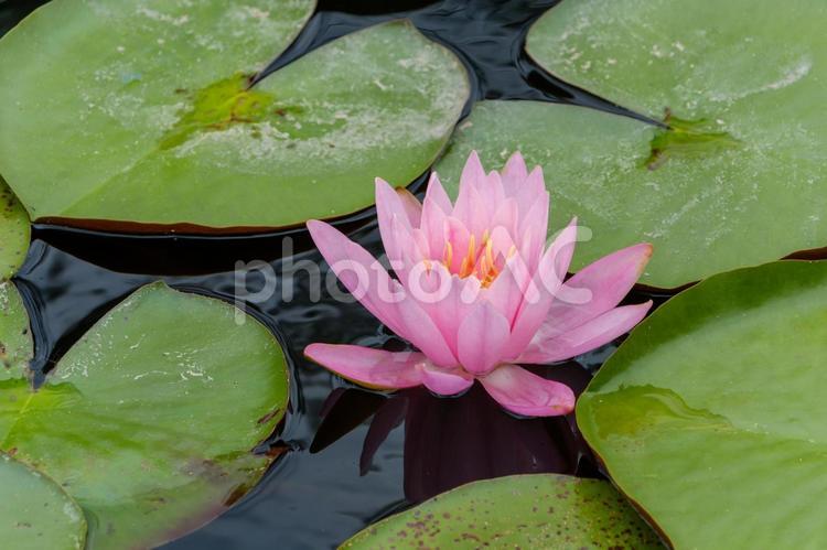 静かな水面に咲く睡蓮の花 睡蓮,花,花びらの写真素材