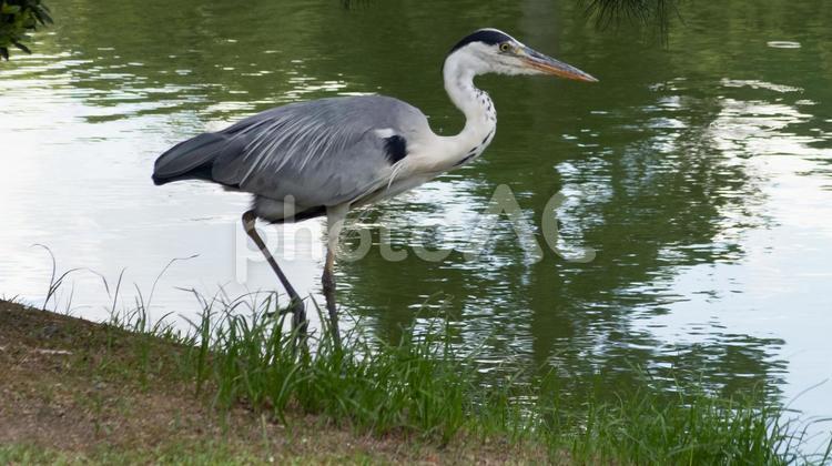 水辺で獲物を狙っているアオサギ アオサギ,鳥,水辺の写真素材