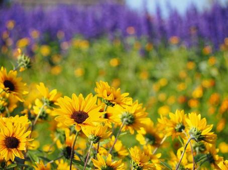 黄色と紫の花 黄色と紫の花の写真