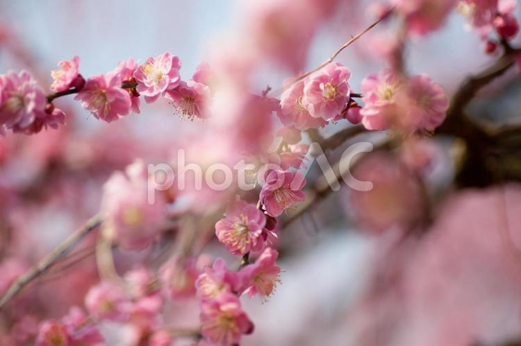 梅　しだれ梅 春,枝垂れ梅,しだれ梅の写真素材