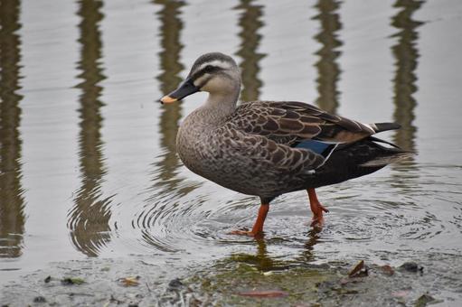 歩く鴨 かも,鴨,カモの写真素材