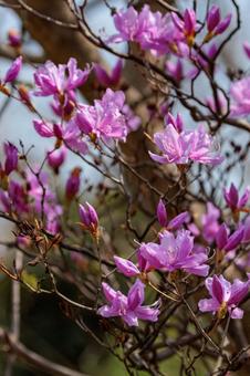 春の訪れを告げるつつじの花 春の訪れを告げるつつじの花の写真