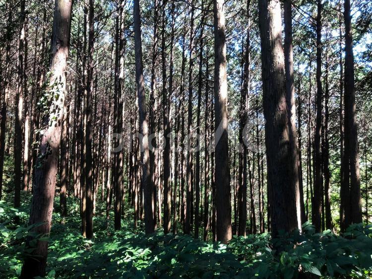 日中の雑木林 アウトドア,森,雑木林の写真素材
