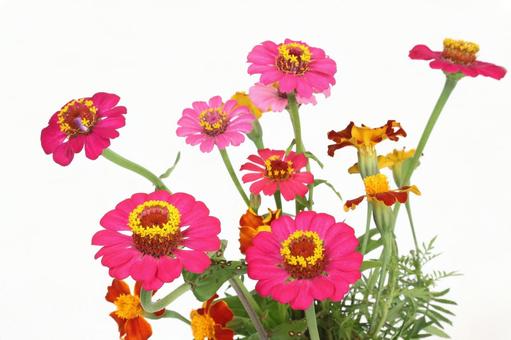 百日草 百日草 植物,草花,宿根草の写真素材