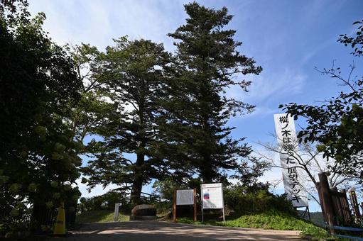 船岡城址公園「樅ノ木は残った展望デッキ」 船岡,船迫,お城の写真素材