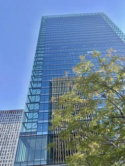 青空と高層ビルと木 青空と高層ビルと木 大阪,高層ビル,ビルの写真素材