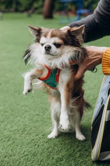チワワを持って支える人の手元 チワワ,犬,動物の写真素材
