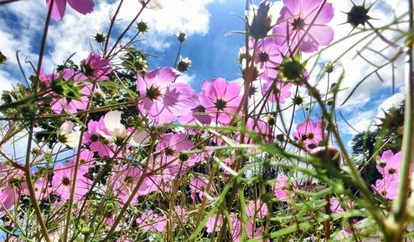 コスモス-2 コスモス,花びら,ピンクの写真素材