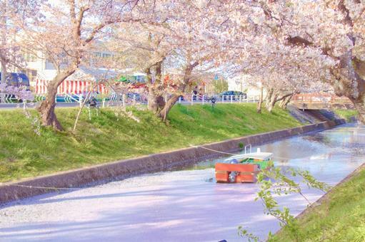 [愛知県]丹羽郡大口町の五条川の桜並木 桜,桜並木,菜の花の写真素材