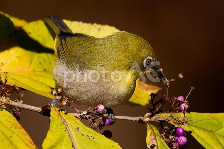 木の枝にとまるメジロ メジロ,野鳥,鳥の写真素材