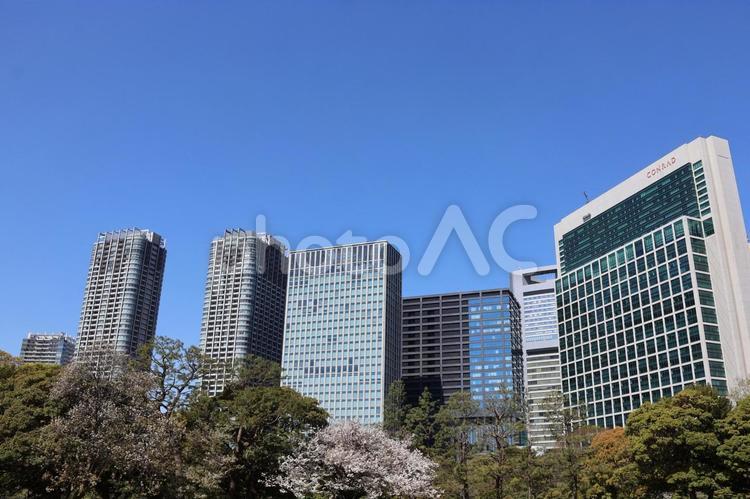 ４月上旬の東京浜離宮恩賜庭園の桜 高層ビル,ビル群,春の写真素材