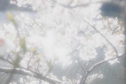 桜と水面 桜と水面の写真