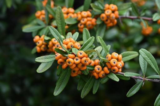 ピラカンサの写真