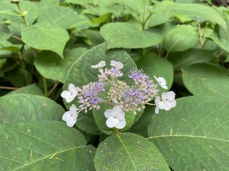 花 花 山野草,花,森林の写真素材