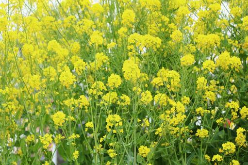 菜の花の写真