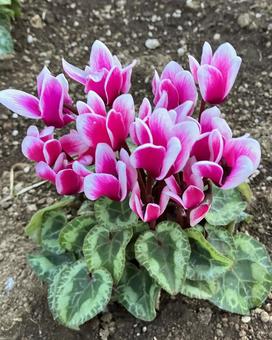 花★シクラメン（ピンク） シクラメン,ピンク,フラワーの写真素材