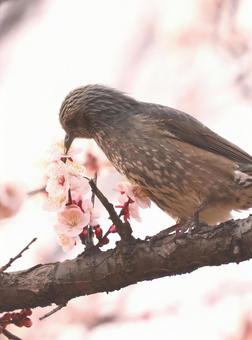 鳥 鳥の写真