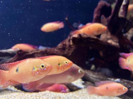 赤いお魚 赤いお魚 魚,レッドジュエルシクリッド,シクリッドの写真素材