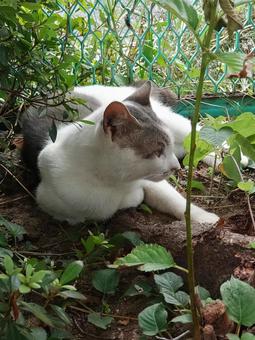 緑と猫 緑と猫 ねこ,雑草,草の写真素材