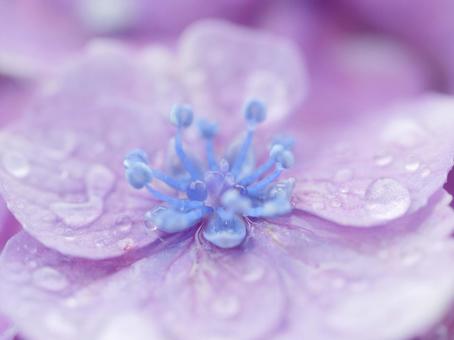 Photo, hydrangea, raindrops, purple hydrangea, 