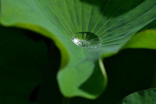 雨水が溜まった蓮の葉 雨水が溜まった蓮の葉 蓮,葉,雨水の写真素材