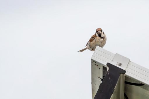 スズメの若鳥⑵ スズメの若鳥⑵ 鳥,スズメ,若鳥の写真素材