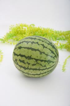 すいか スイカ,小玉,小玉スイカの写真素材