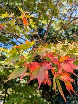 紅葉の過程が分かる紅葉の葉っぱ 紅葉の過程が分かる紅葉の葉っぱの写真