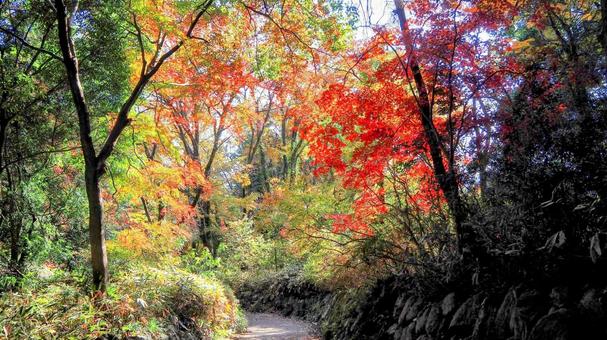秋の天覧山・幻想的な紅葉(埼玉県飯能市) 秋の天覧山・幻想的な紅葉(埼玉県飯能市) 秋,天覧山,紅葉の写真素材