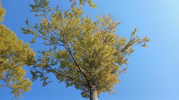 秋晴れの空と樹木 秋晴れ,空,青空の写真素材