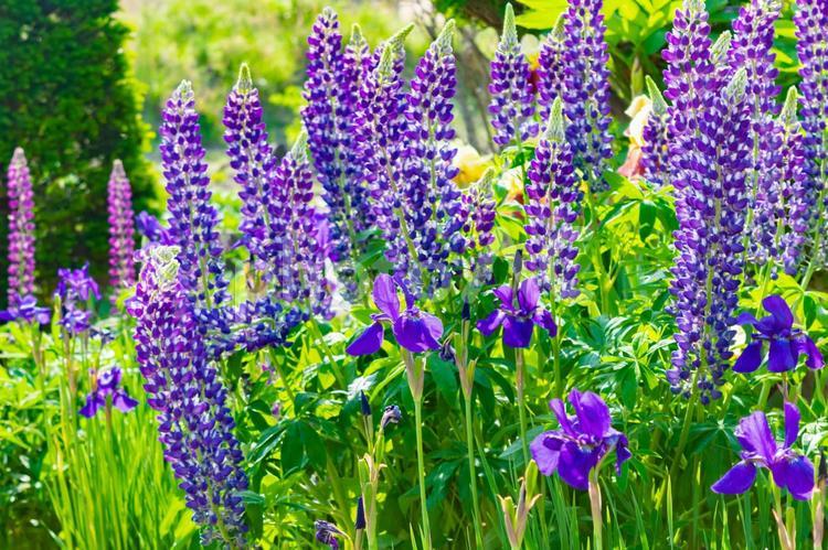 鮮やかな紫色のルピナスとあやめの花 あやめ,菖蒲,和風の写真素材