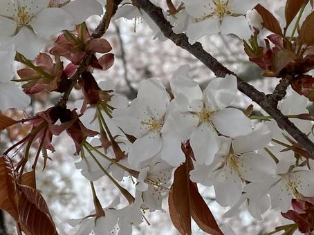 桜アップ 桜アップの写真