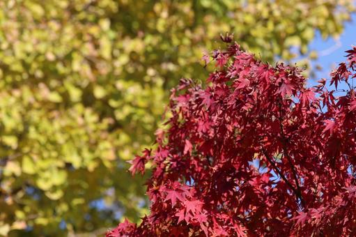 紅葉 紅葉の写真
