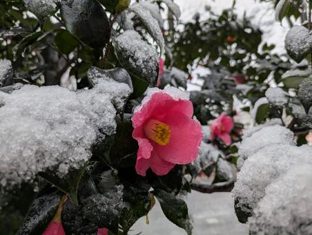 雪の日の椿 冬,雪,屋外の写真素材