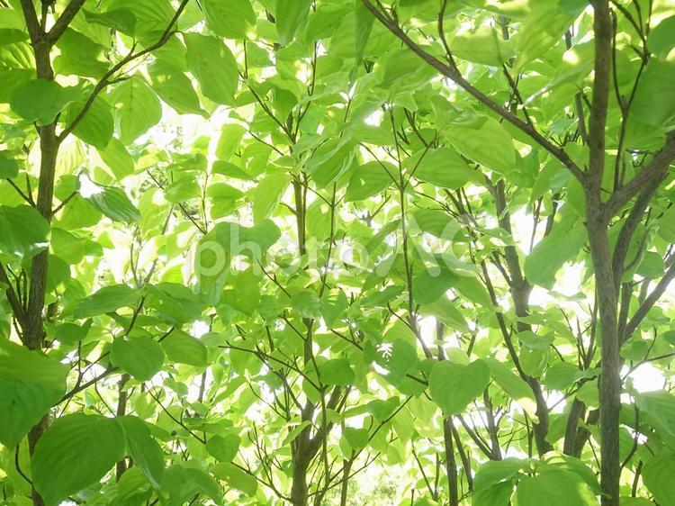 初夏の情景・緑の木々 初夏,緑,春の木の写真素材