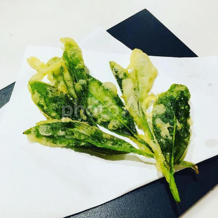 お茶の葉のてんぷら 葉,栽培+する,ハーブの写真素材
