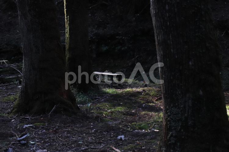 森のベンチ 景色,風景,自然の写真素材